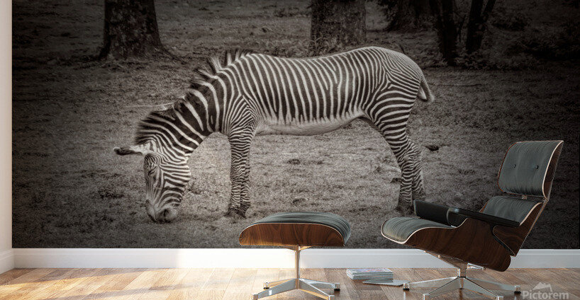 Sleeping While Standing In Black and White Wall Murals