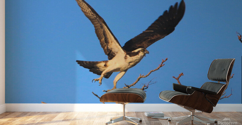 Osprey Takeoff Wall Murals