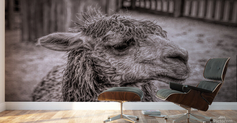 A Is For Alpaca Wall Murals