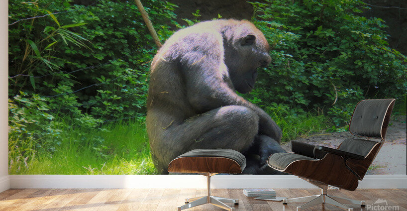 Mid Day Nap Wall Murals