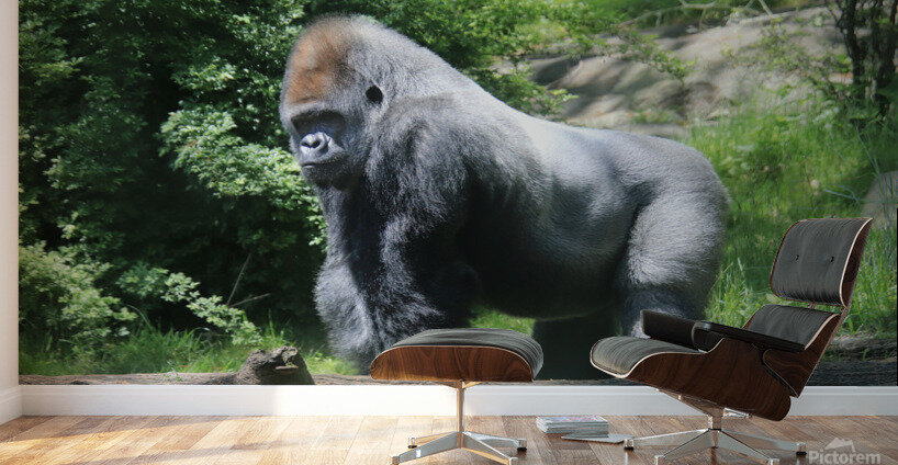 Silverback Gorilla Wall Murals