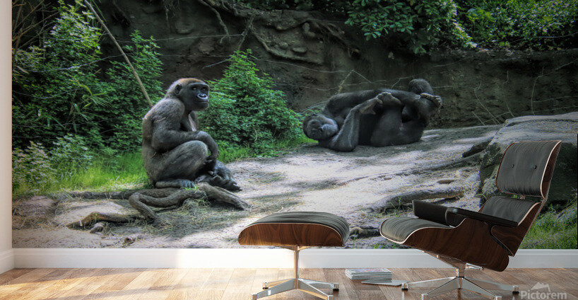 Monkeying Around Wall Murals