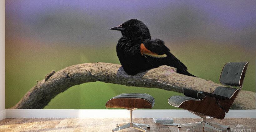 Perched Red Winged Blackbird Wall Murals