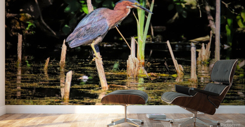 Snack On A Stick Wall Murals