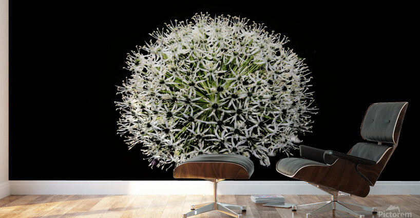 White Allium Wall Murals