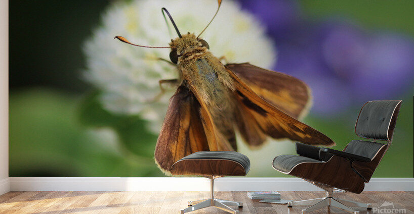 Delaware Skipper Wall Murals