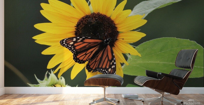 Summer Joy Wall Murals