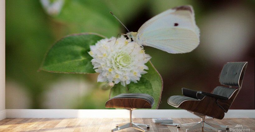 Cabbage White Butterfly On Globe Amaranth Wall Murals