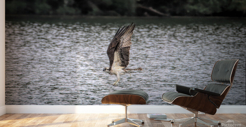 What Will The Osprey Catch Wall Murals