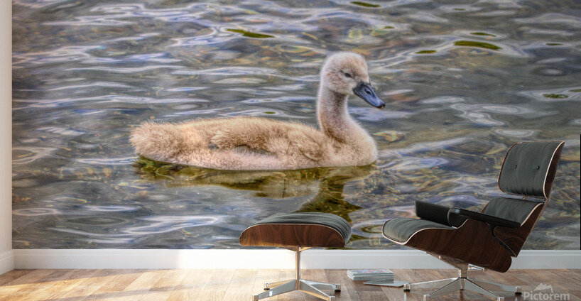 Cygnet On The Pond Wall Murals