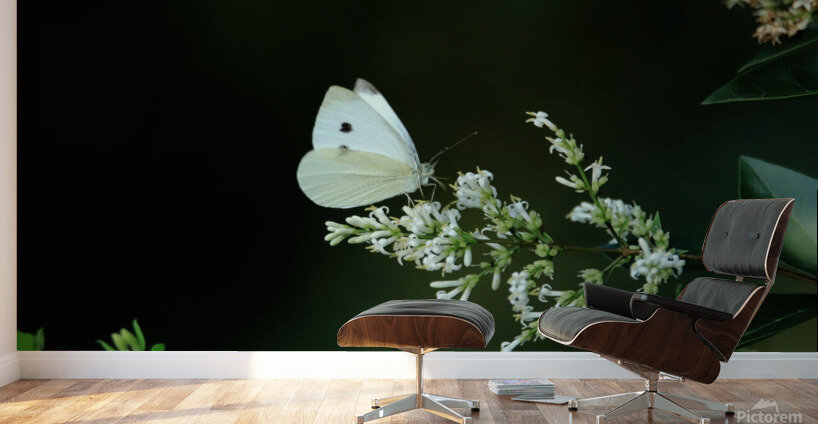 Cabbage White On A White Flower Wall Murals