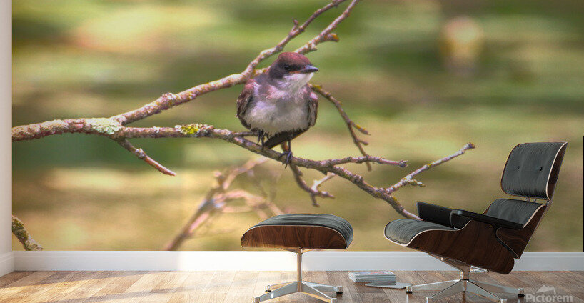 Eastern King Bird Enjoying The Day Wall Murals