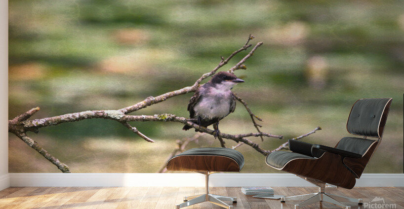 Peaceful Eastern King Bird Wall Murals