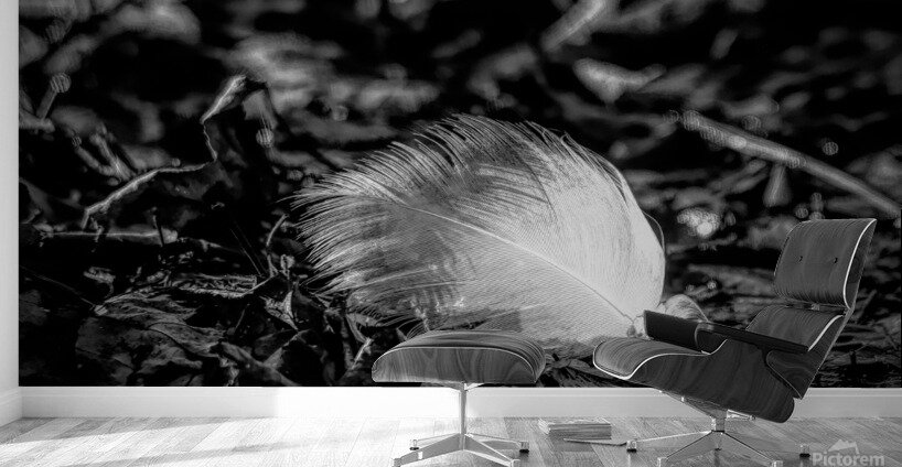 White Feather Wall Murals