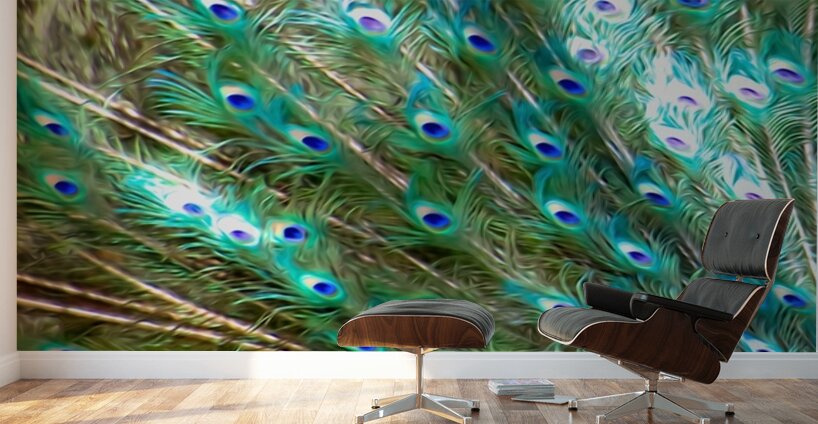 Peacock Feathers Wall Murals