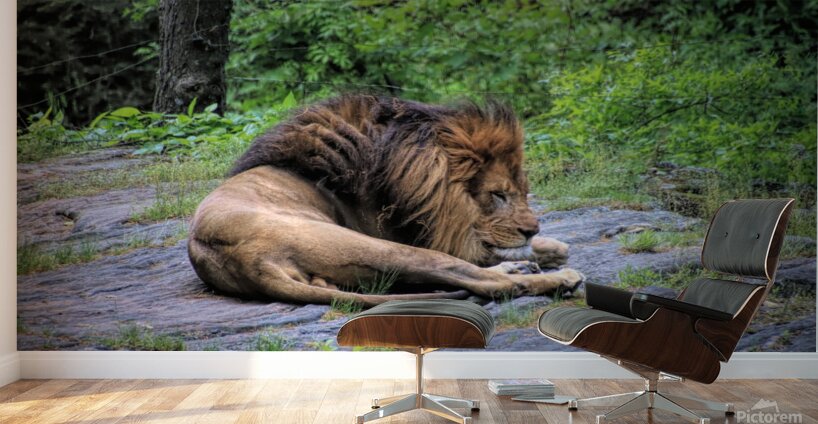 Will The Lion Sleep Tonight Wall Murals