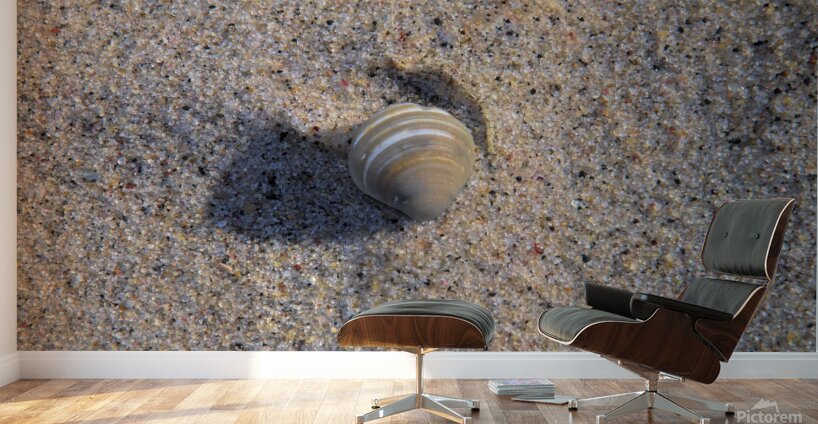 Solo Shell Wall Murals