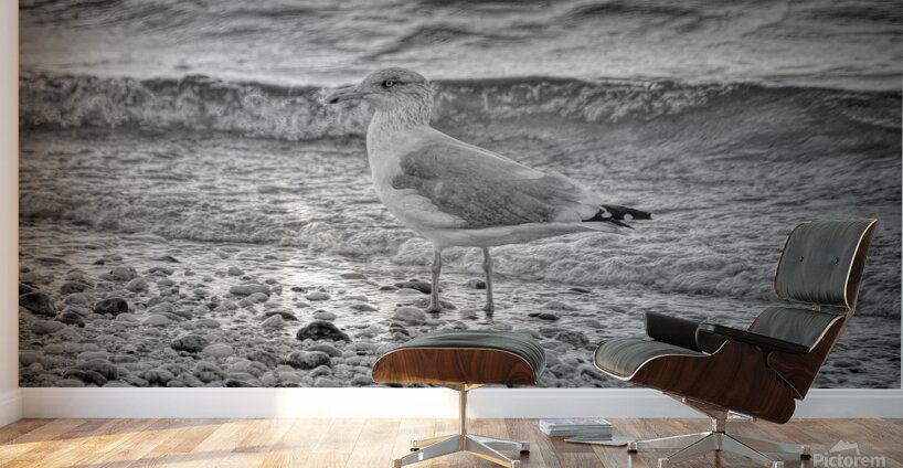 Black and White Sea Gull  Wall Murals