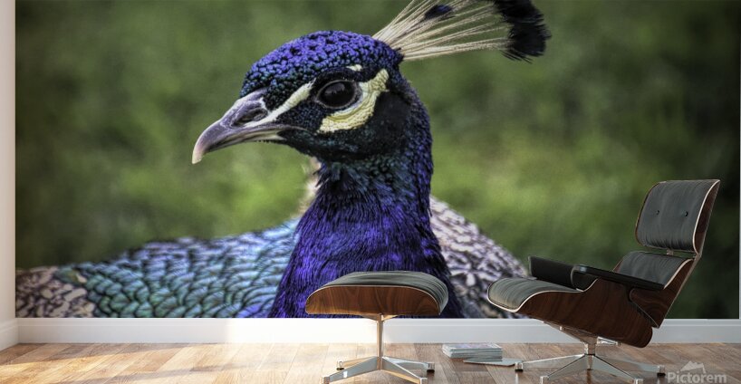 Peacock Profile Wall Murals