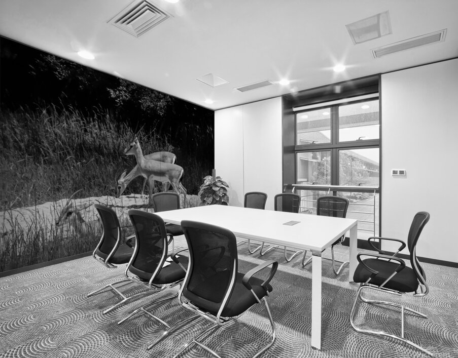 Slender Horned Gazelles In B&W Wall Printing