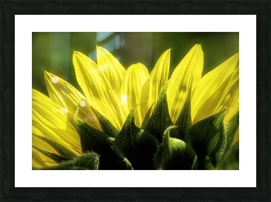 Beauty On The Back Picture Frame print