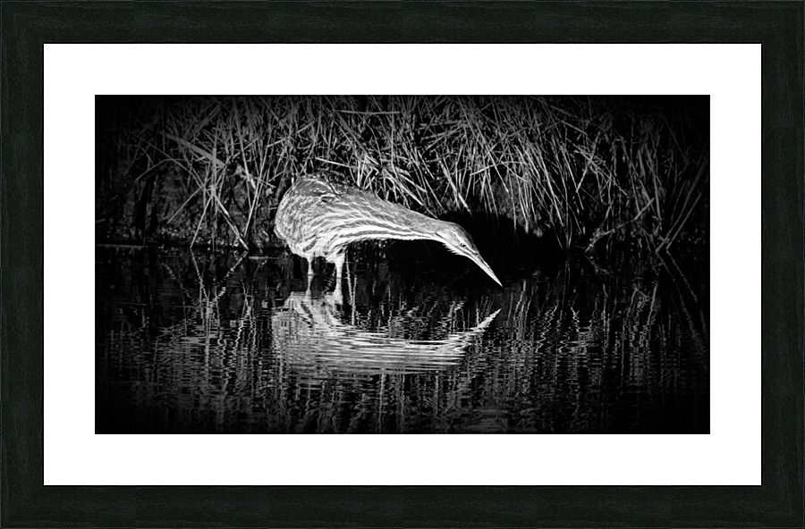 Bittern Reflection In Black and White Picture Frame print