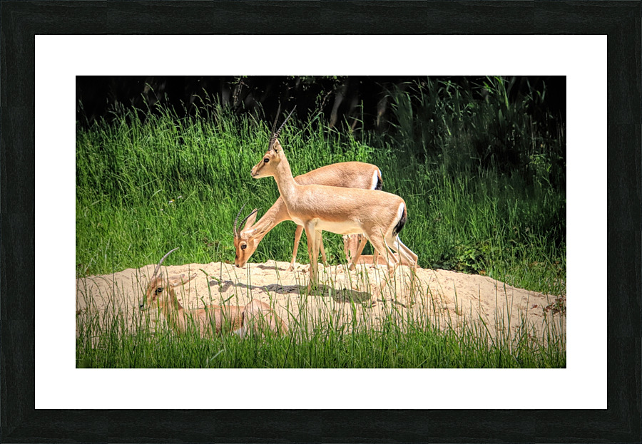 Slender Horn Gazelles Picture Frame print
