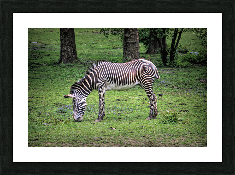 Sleeping While Standing Picture Frame print