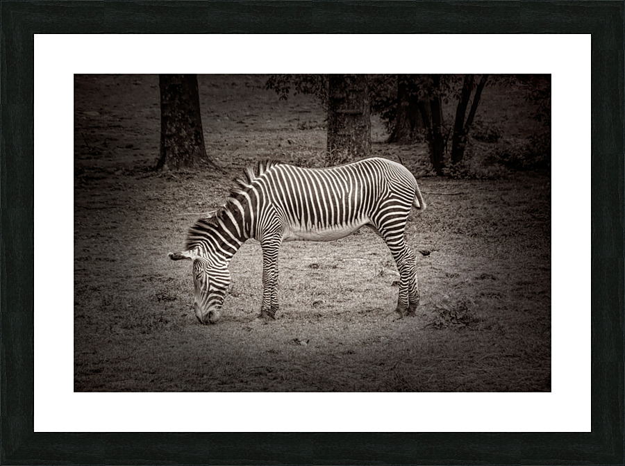 Sleeping While Standing In Black and White Picture Frame print
