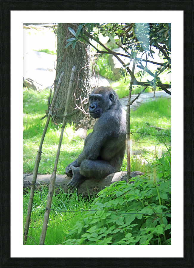  Western Lowland Gorilla Picture Frame print