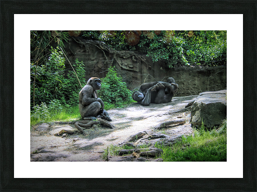 Monkeying Around Impression et Cadre photo