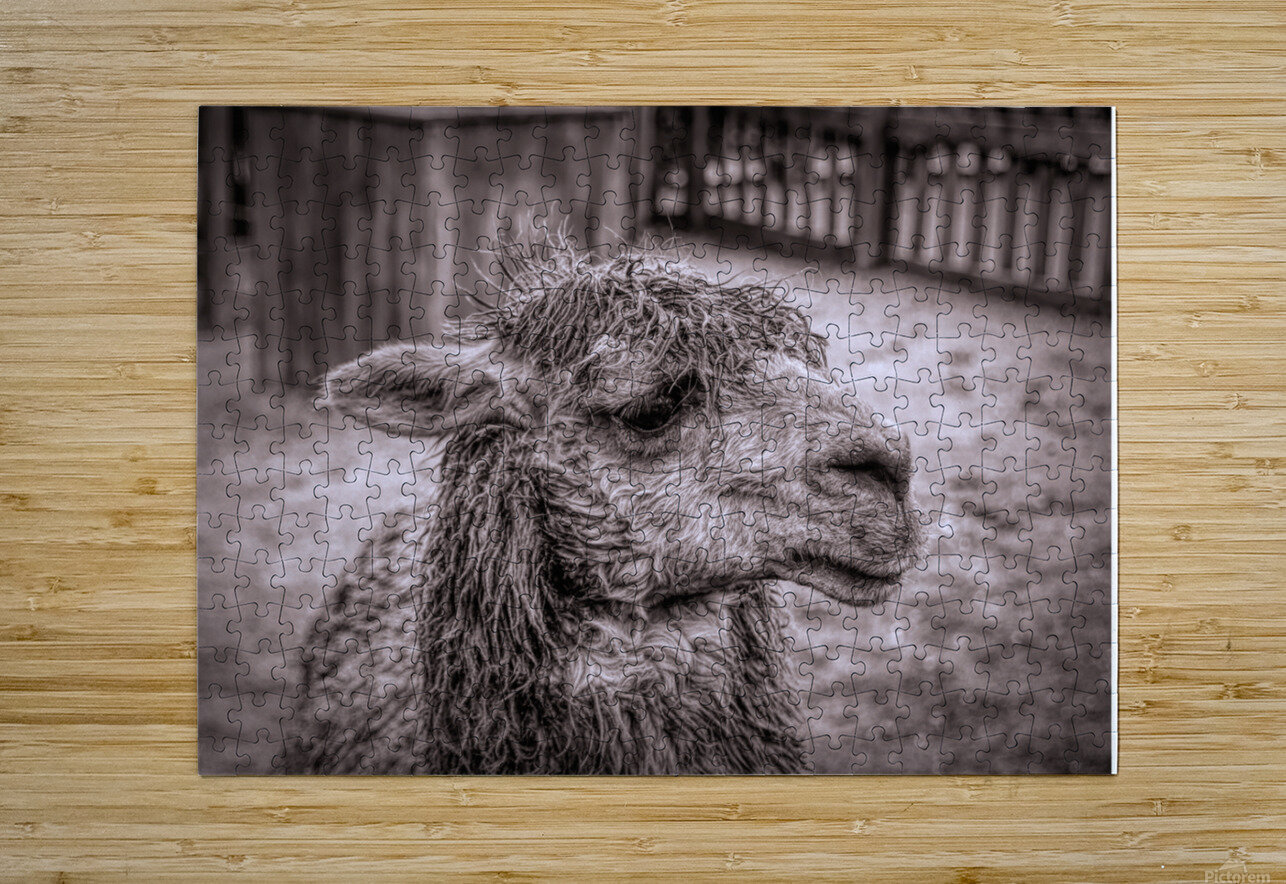 A Is For Alpaca Karen Silvestri Puzzle printing