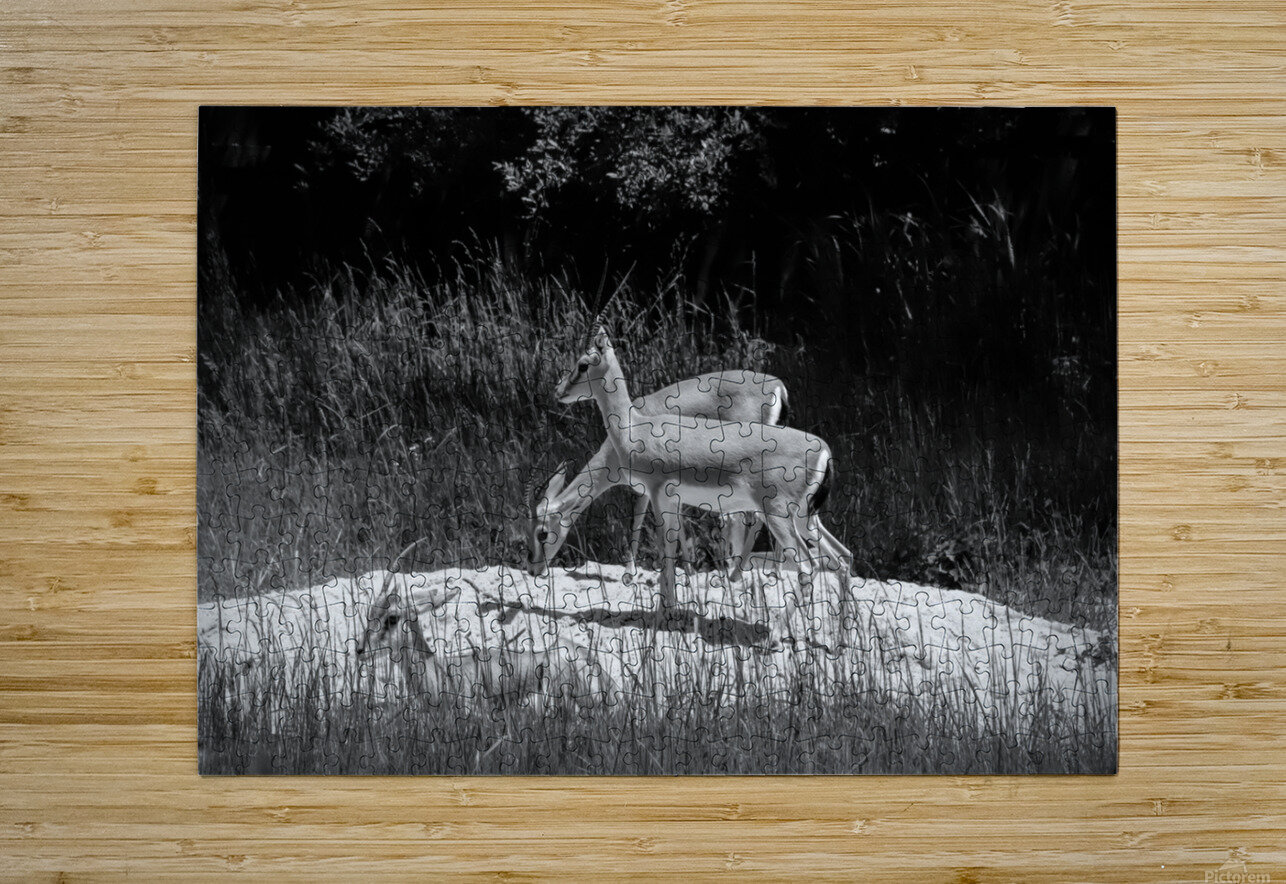 Slender Horned Gazelles In B&W Karen Silvestri Puzzle printing