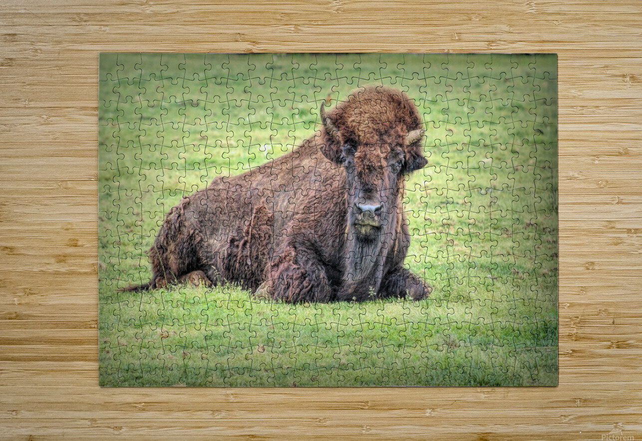America Bison  Karen Silvestri Puzzle printing