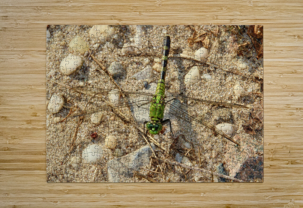 Eastern Pondhawk  Karen Silvestri Puzzle printing
