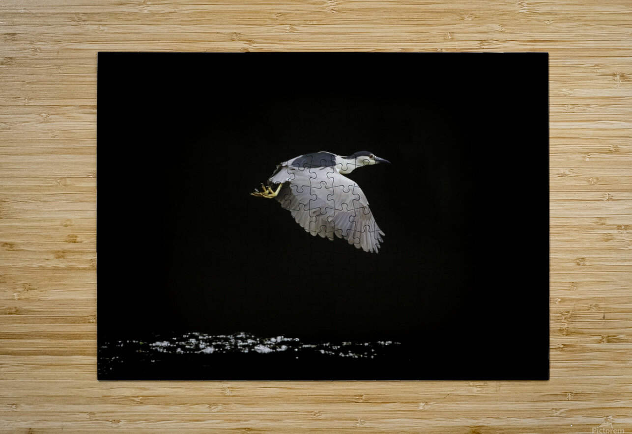 Black Crown Night Heron In Flight Karen Silvestri Puzzle printing