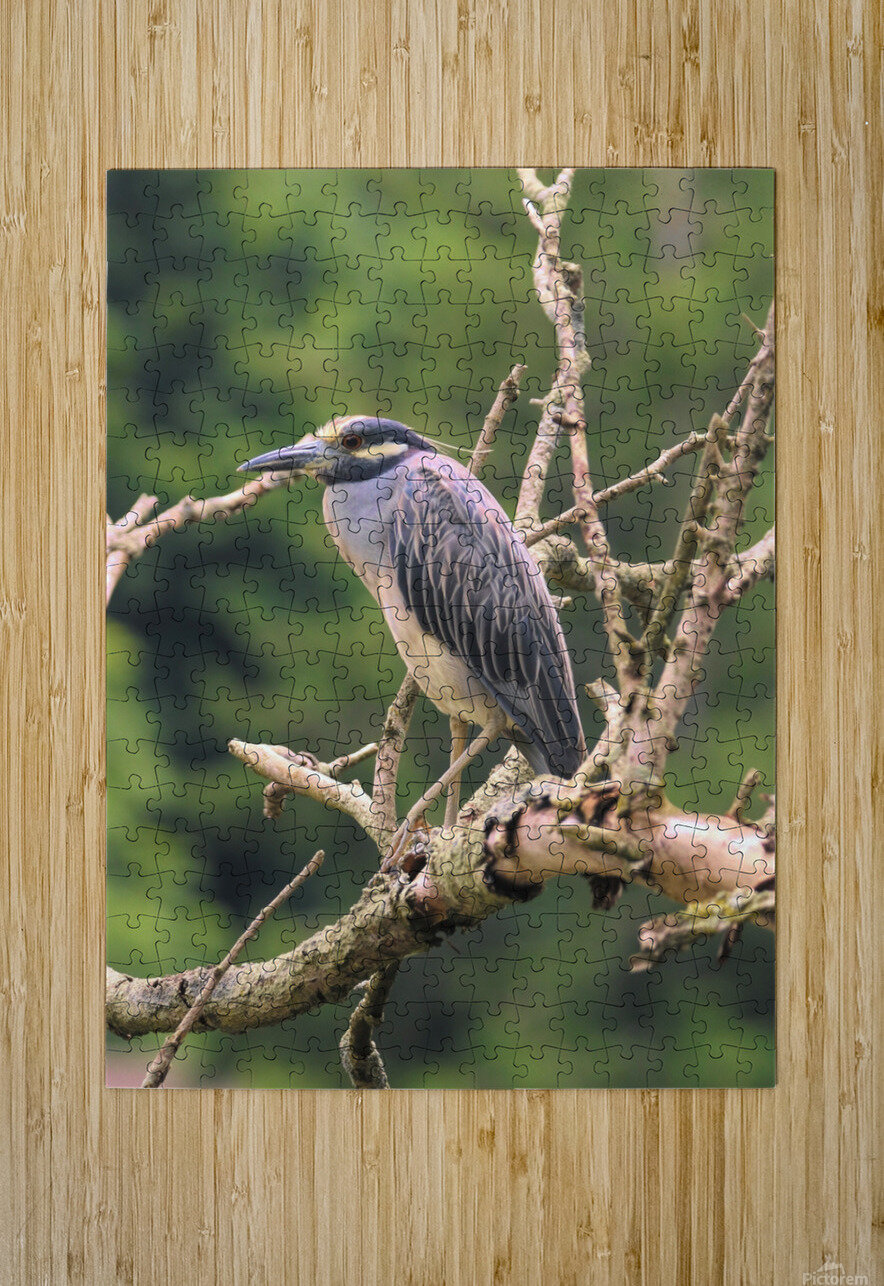 Studious Yellow Crown Karen Silvestri Puzzle printing