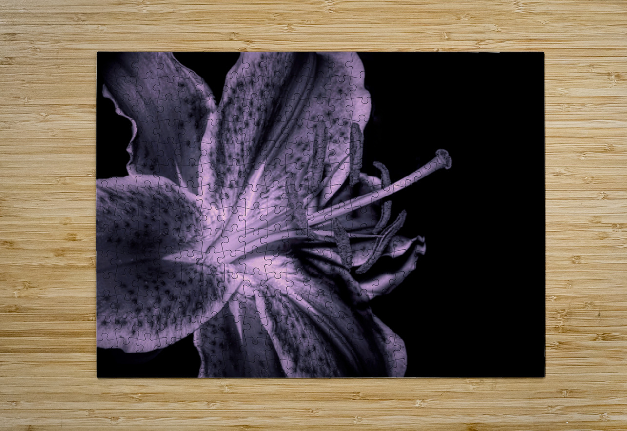 Black And White Stargazer Lily  Karen Silvestri Puzzle printing