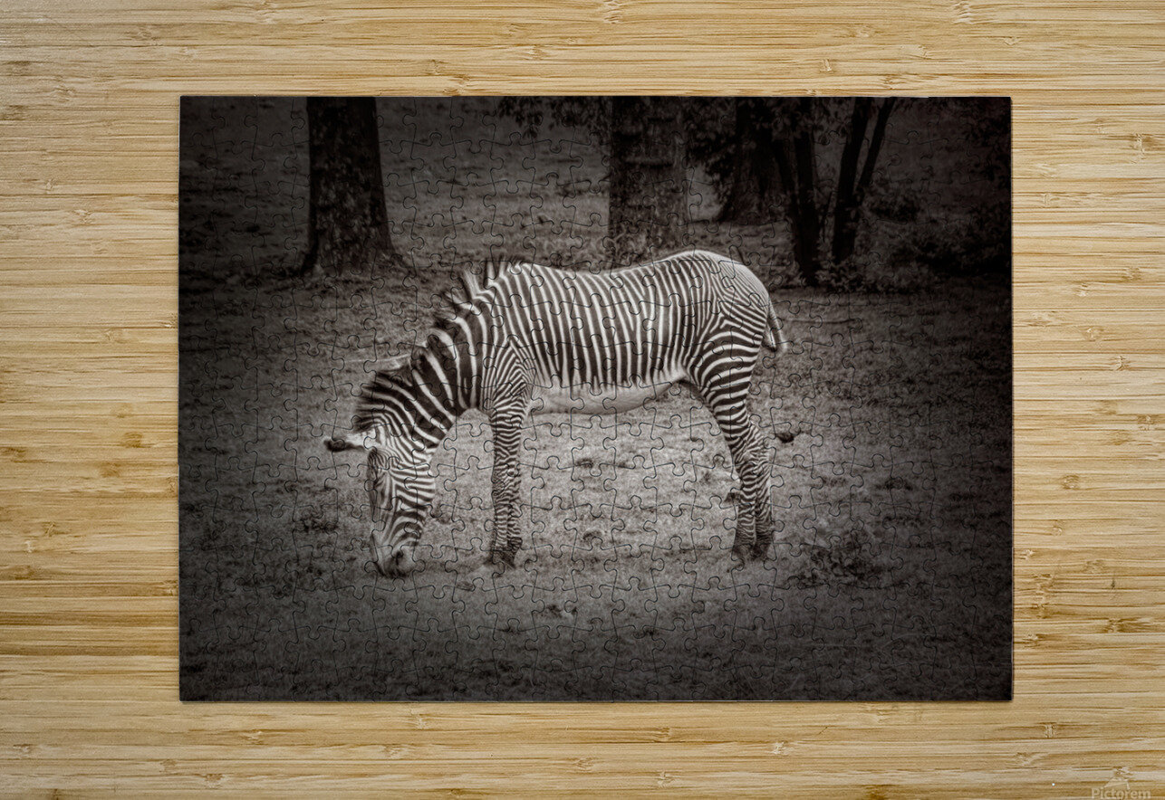 Sleeping While Standing In Black and White Karen Silvestri Puzzle printing