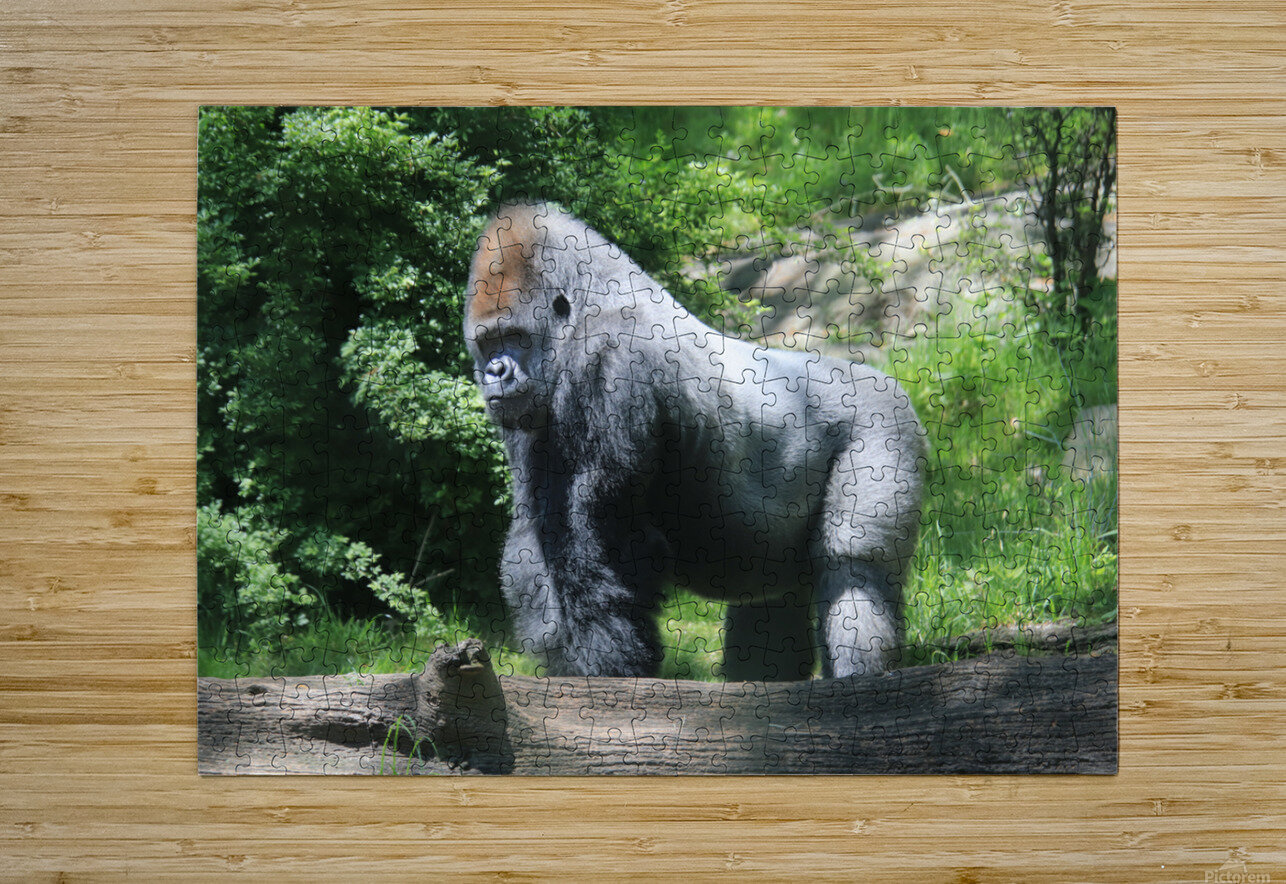 Silverback Gorilla Karen Silvestri Puzzle printing