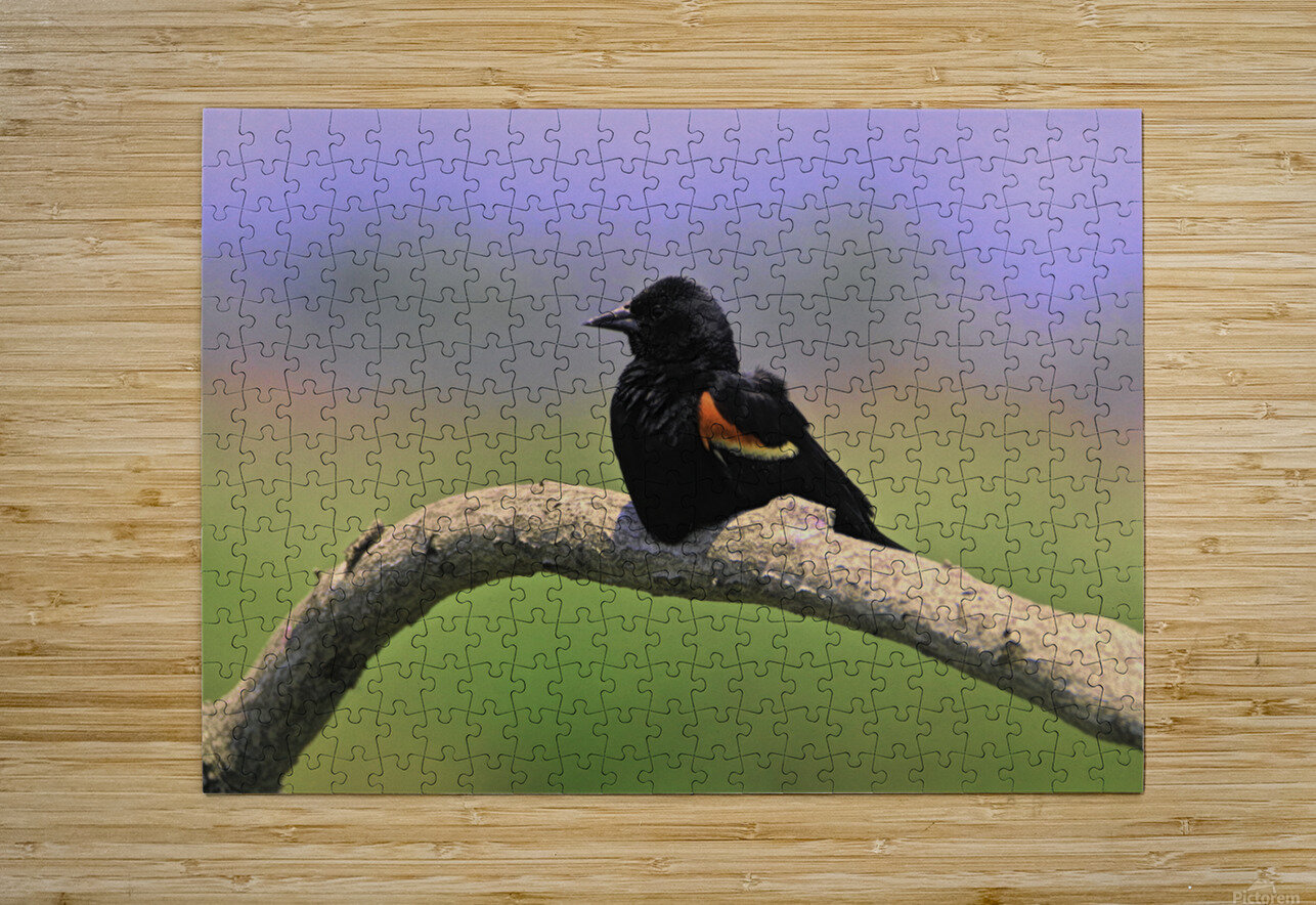Perched Red Winged Blackbird Karen Silvestri Puzzle printing