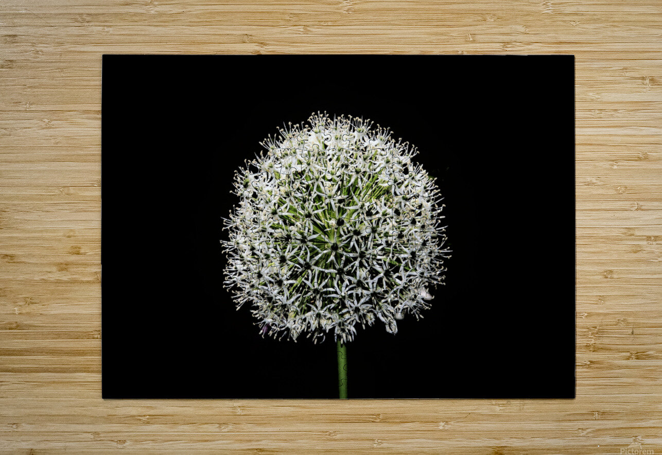 White Allium Karen Silvestri Puzzle printing