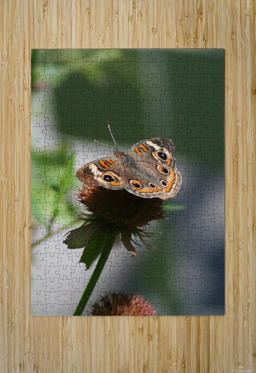 Buckeye Karen Silvestri Puzzle printing