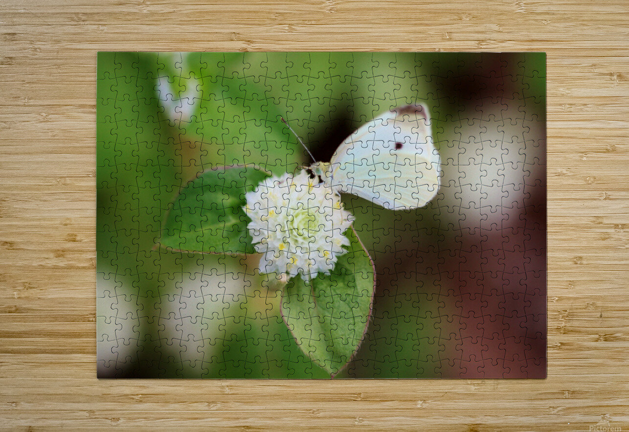 Cabbage White Butterfly On Globe Amaranth Karen Silvestri Puzzle printing
