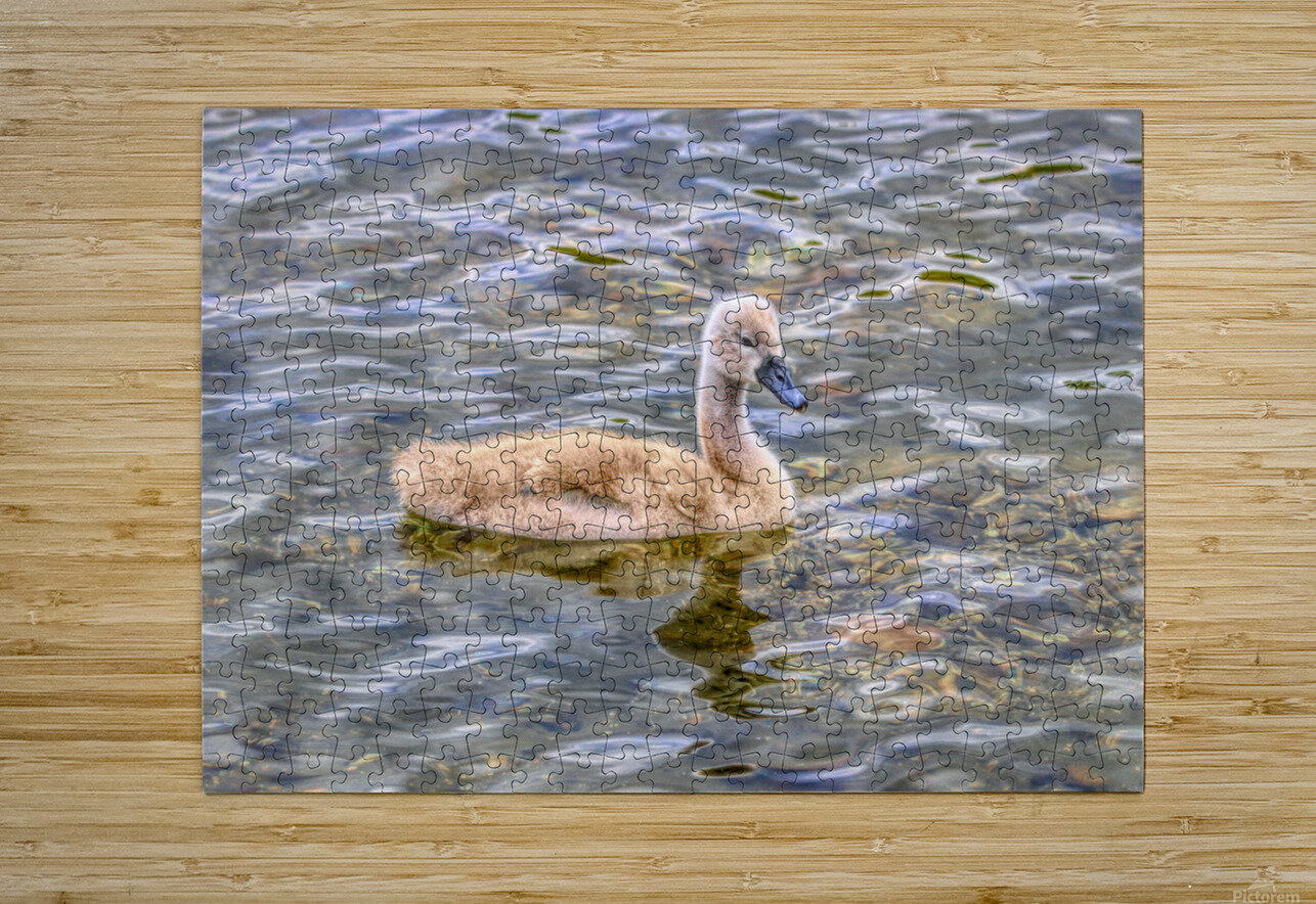 Cygnet On The Pond Karen Silvestri Puzzle printing