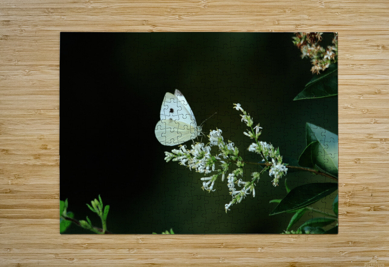 Cabbage White On A White Flower Karen Silvestri Puzzle printing