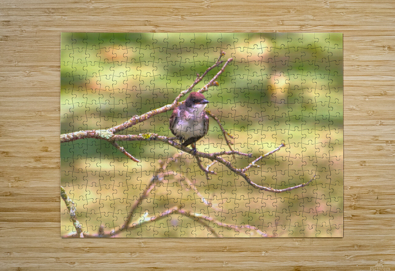 Eastern King Bird Enjoying The Day Karen Silvestri Puzzle printing