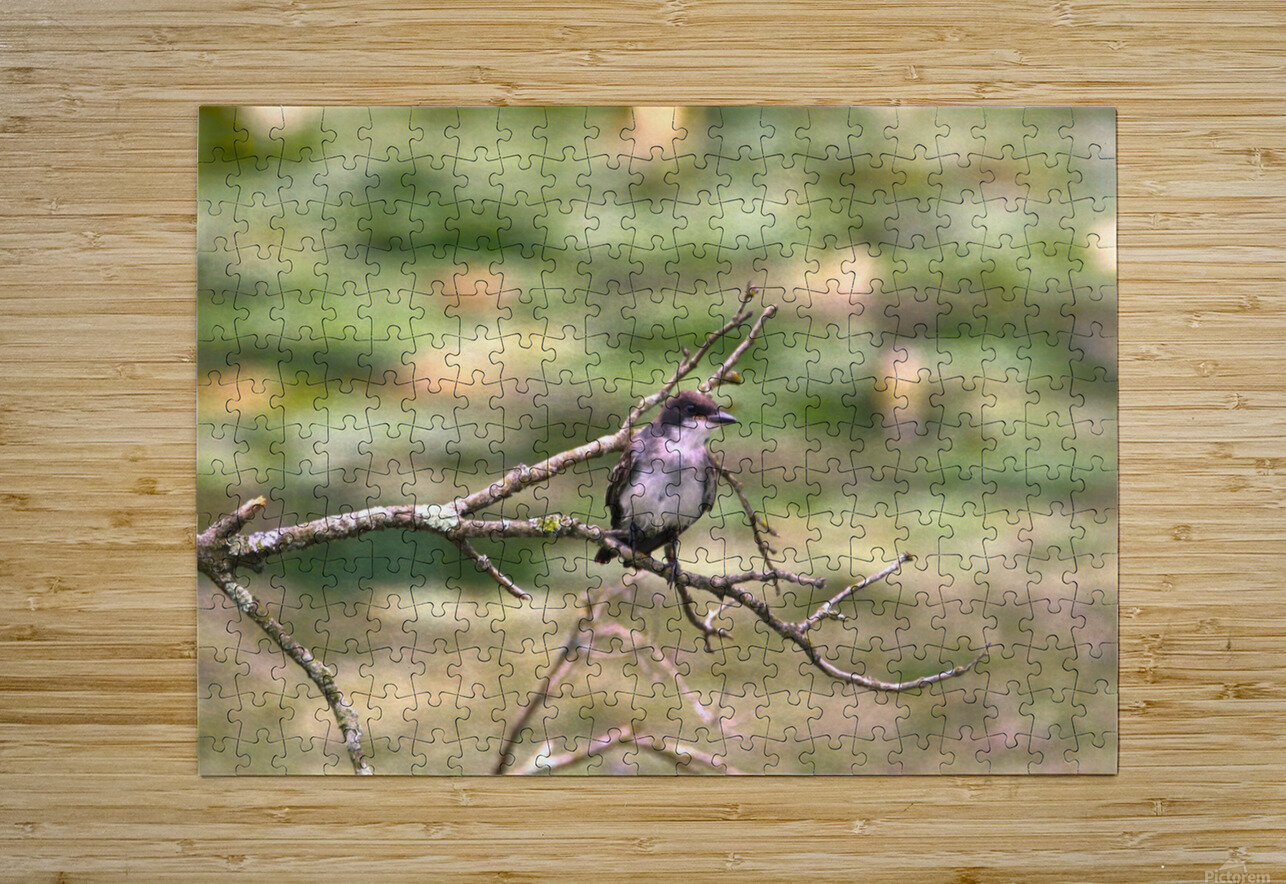 Peaceful Eastern King Bird Karen Silvestri Puzzle printing