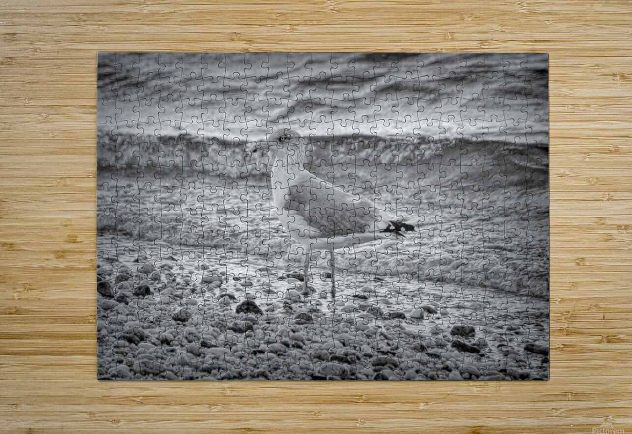 Black and White Sea Gull  Karen Silvestri Puzzle printing