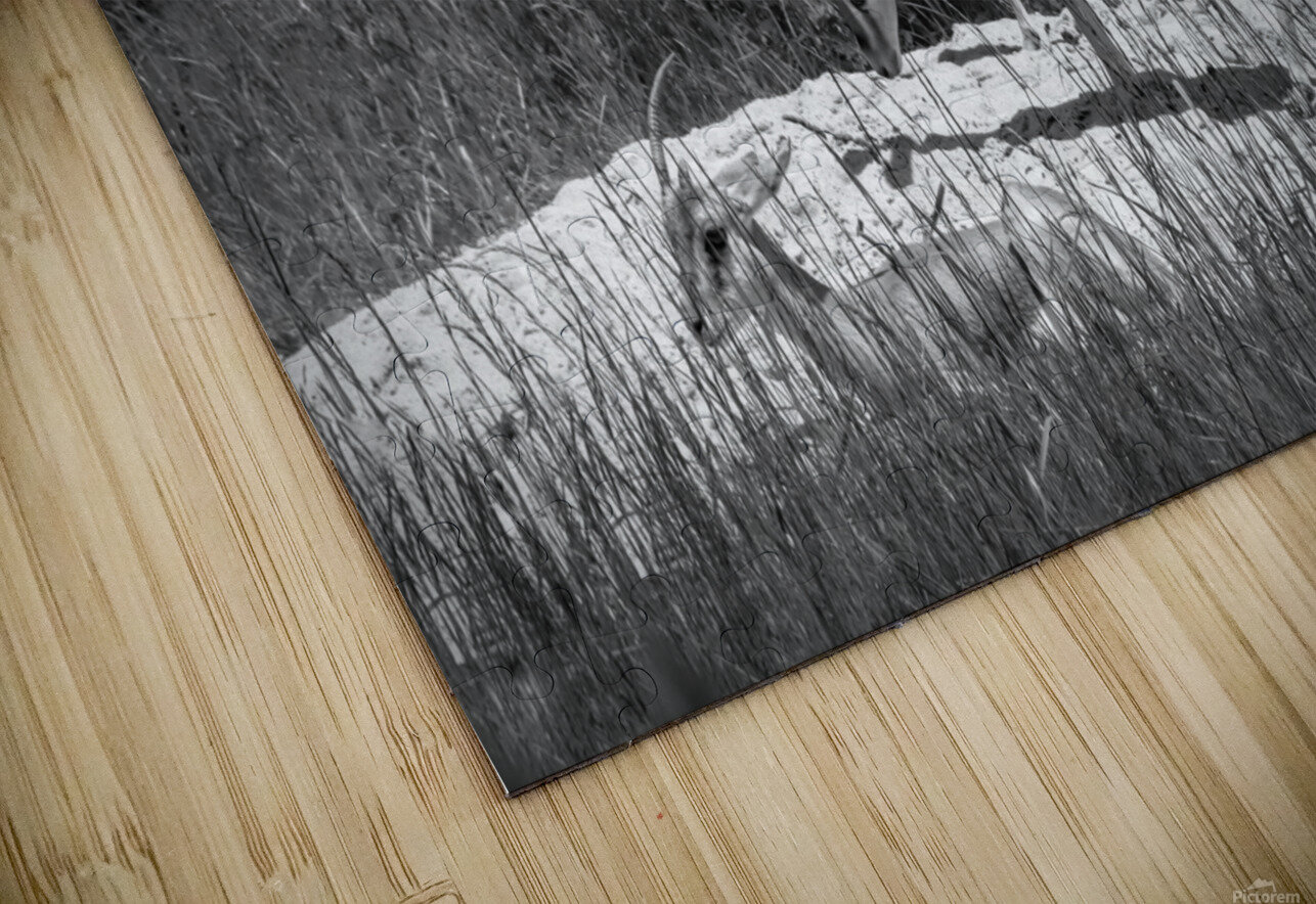 Slender Horned Gazelles In B&W Karen Silvestri Puzzle
